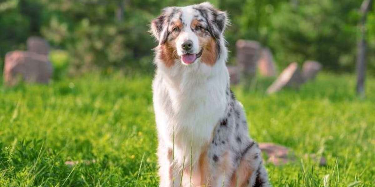 Australian Shepherd for Sale: Your Canine Companion Quest