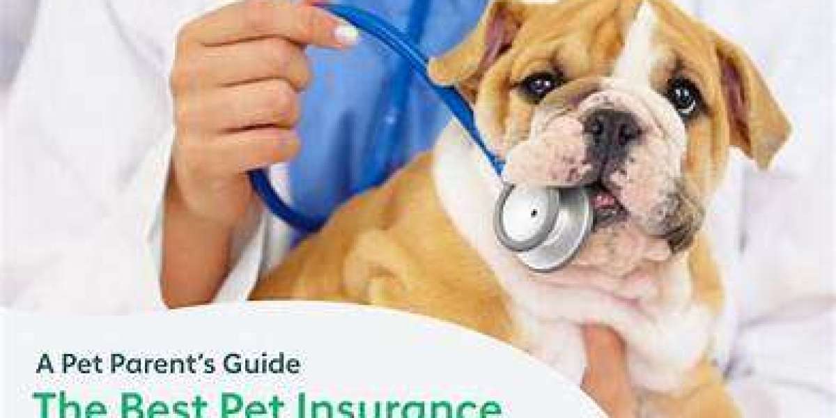 Making sure Your own Pet's Well-Being: Information in order to Deciding on the best Pet Insurance Company