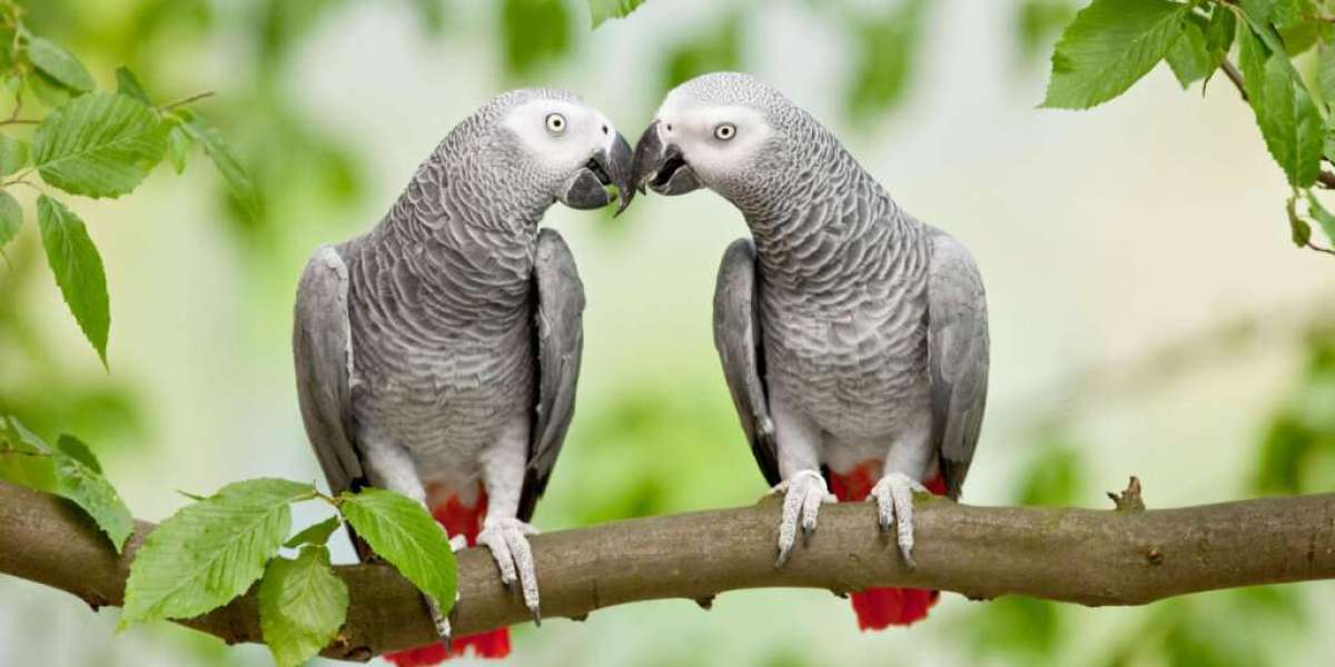 The Unique Personalities of African Grey Parrots: Celebrating Individual Traits and Quirks
