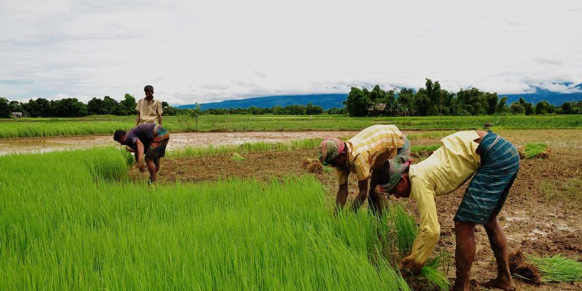 Farming in India: A Journey from Tradition to Modernity